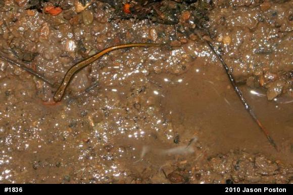 Northern Two-lined Salamander