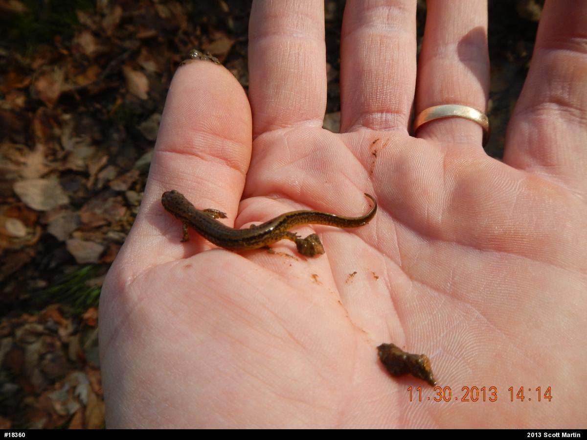 Northern Two-lined Salamander