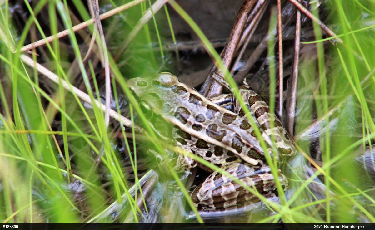 Pickerel Frog