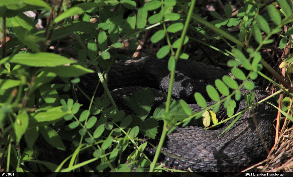 Timber Rattlesnake