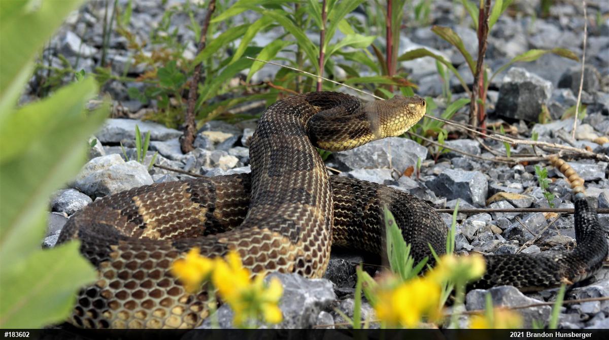 Timber Rattlesnake
