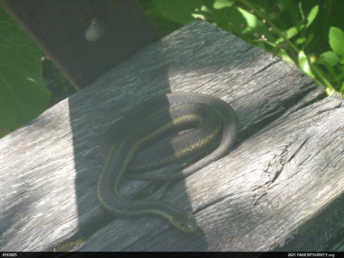 Eastern Gartersnake