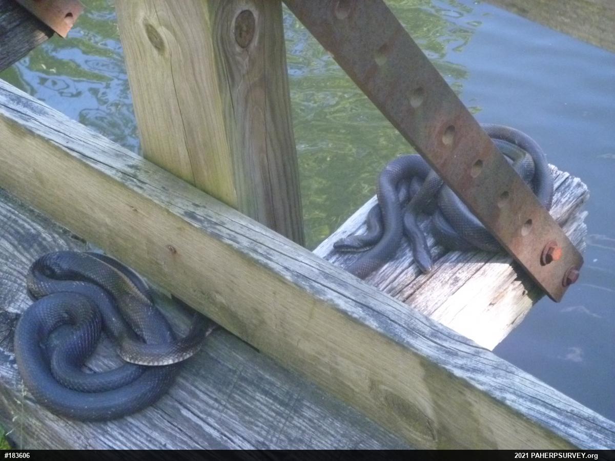 Eastern Ratsnake