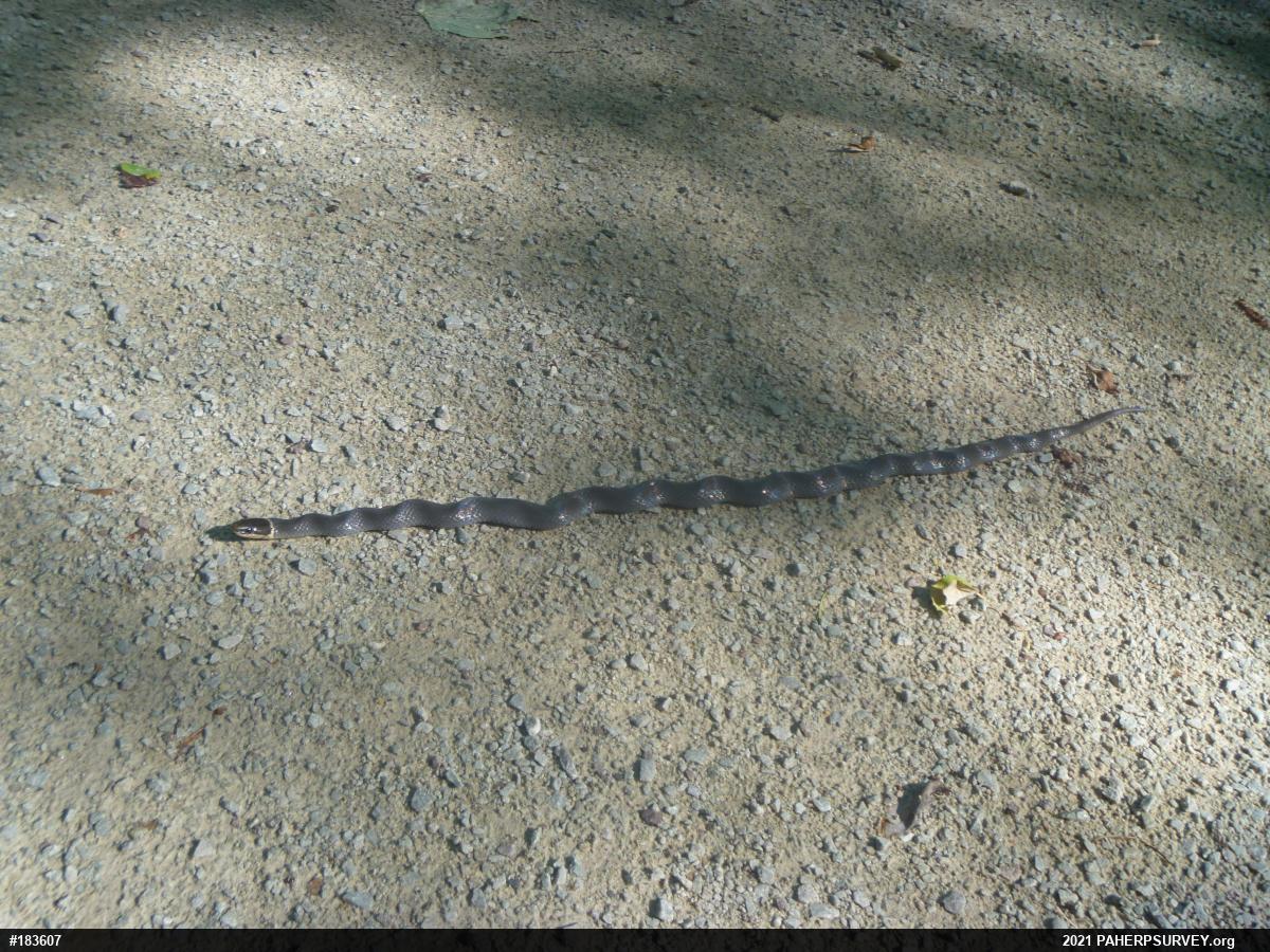 Northern Ring-necked Snake