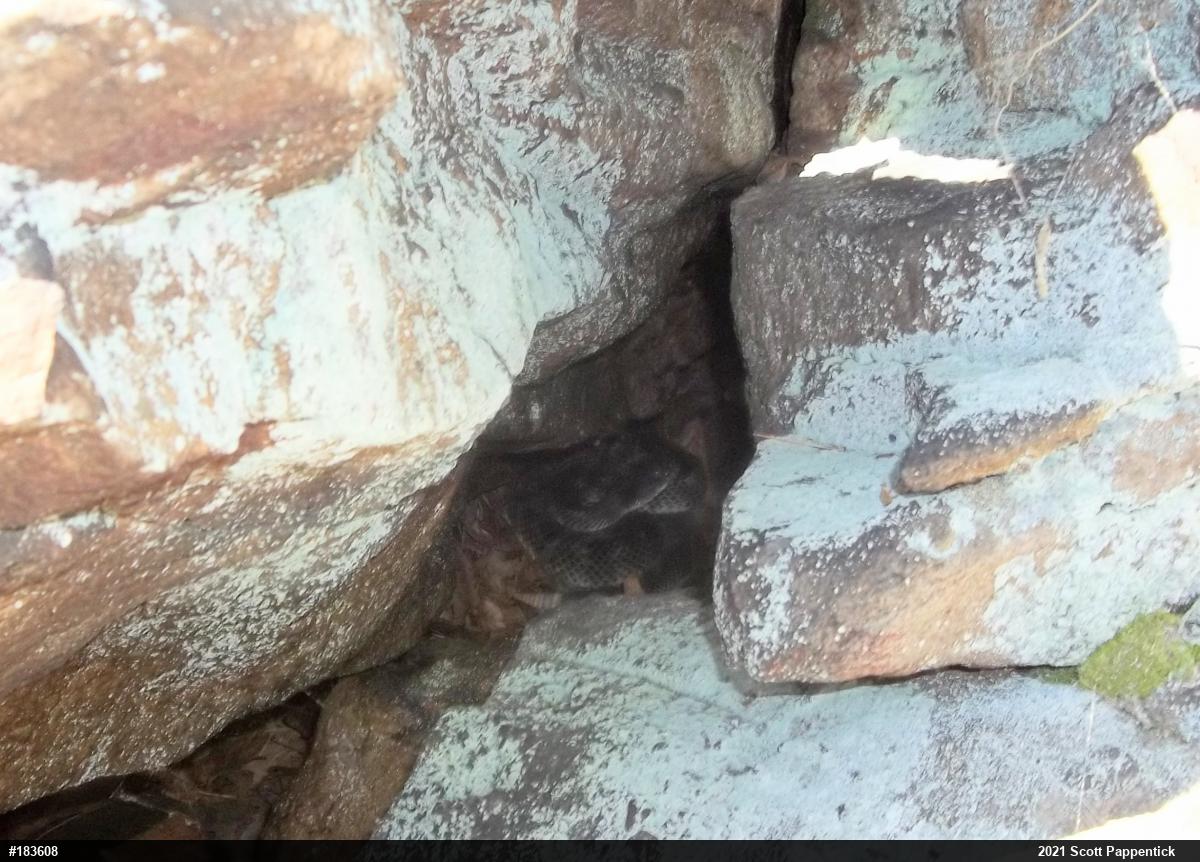 Timber Rattlesnake