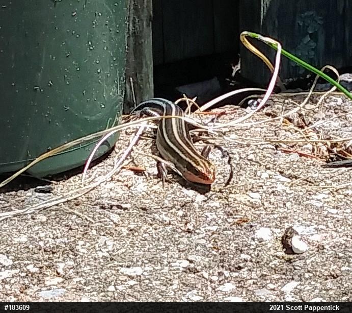 Common Five-lined Skink
