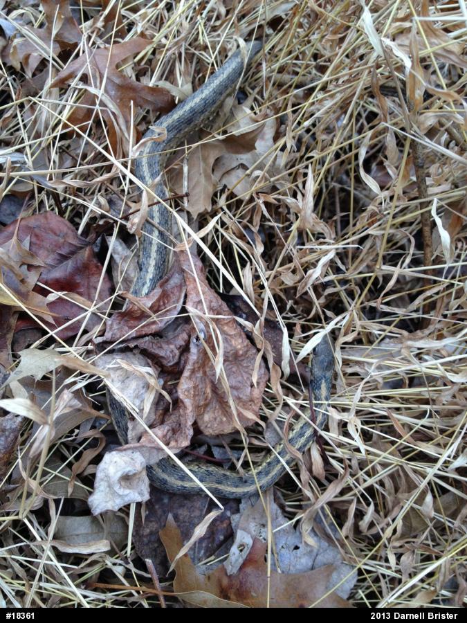 Eastern Gartersnake