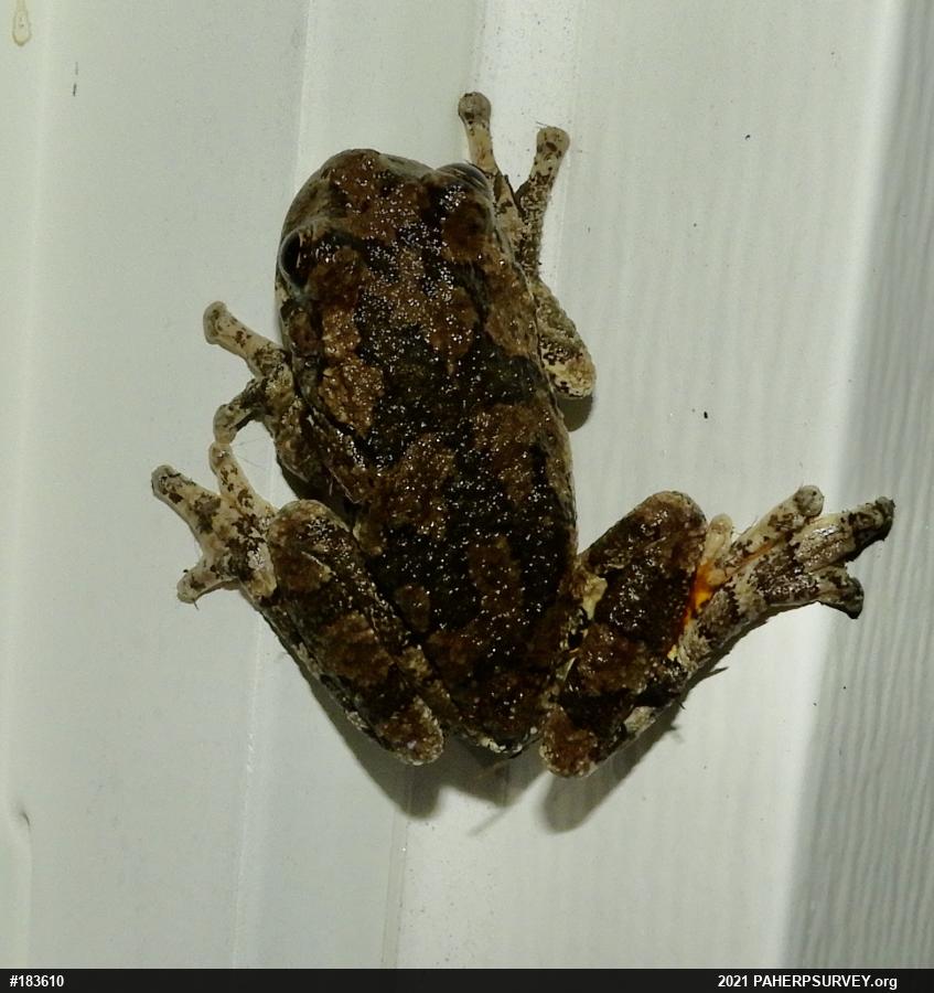 Unknown Gray Treefrog