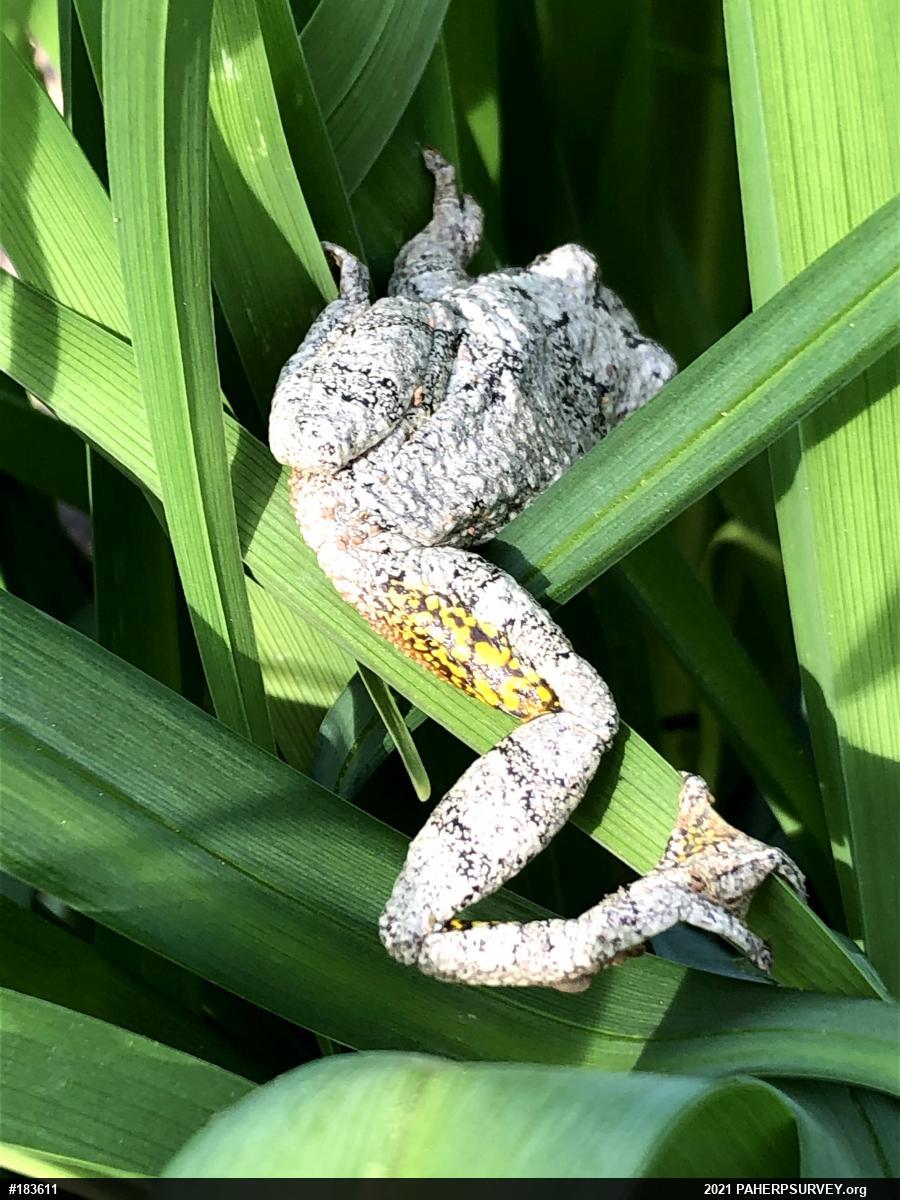 Unknown Gray Treefrog