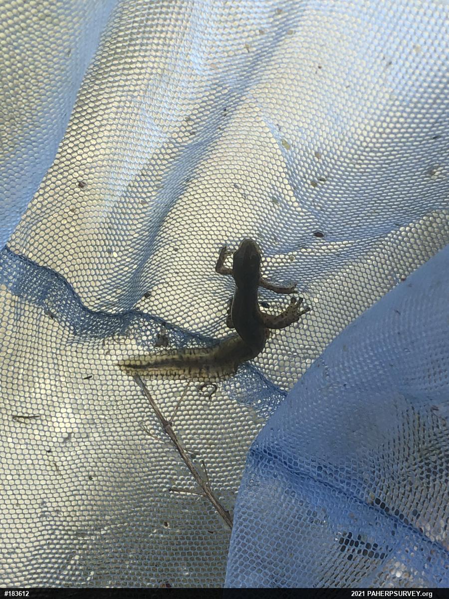Red-spotted Newt
