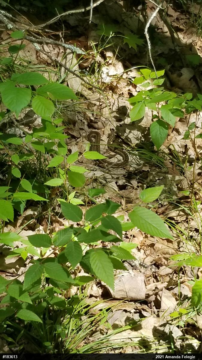Eastern Gartersnake