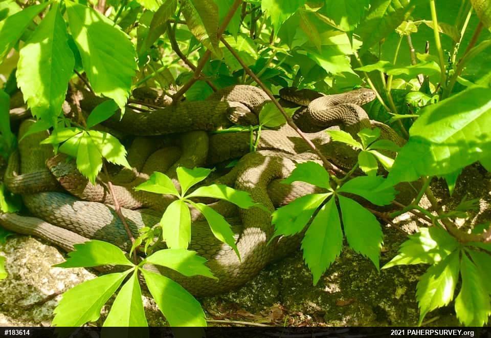Northern Watersnake