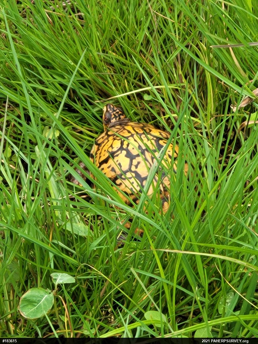 Eastern Box Turtle