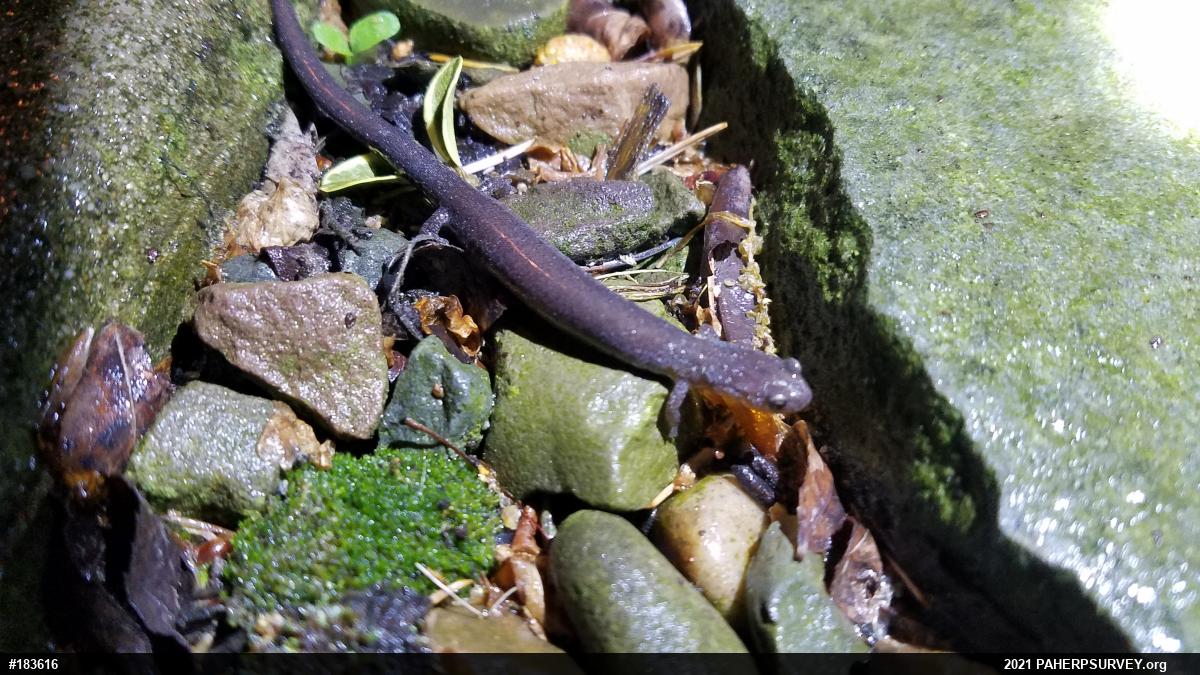 Woodland Salamanders