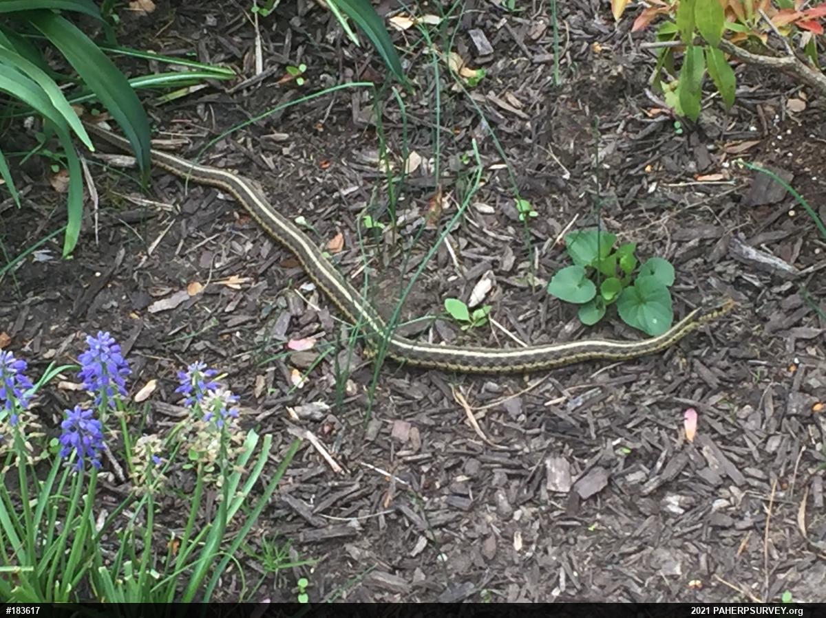 Eastern Gartersnake