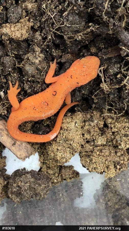 Red-spotted Newt