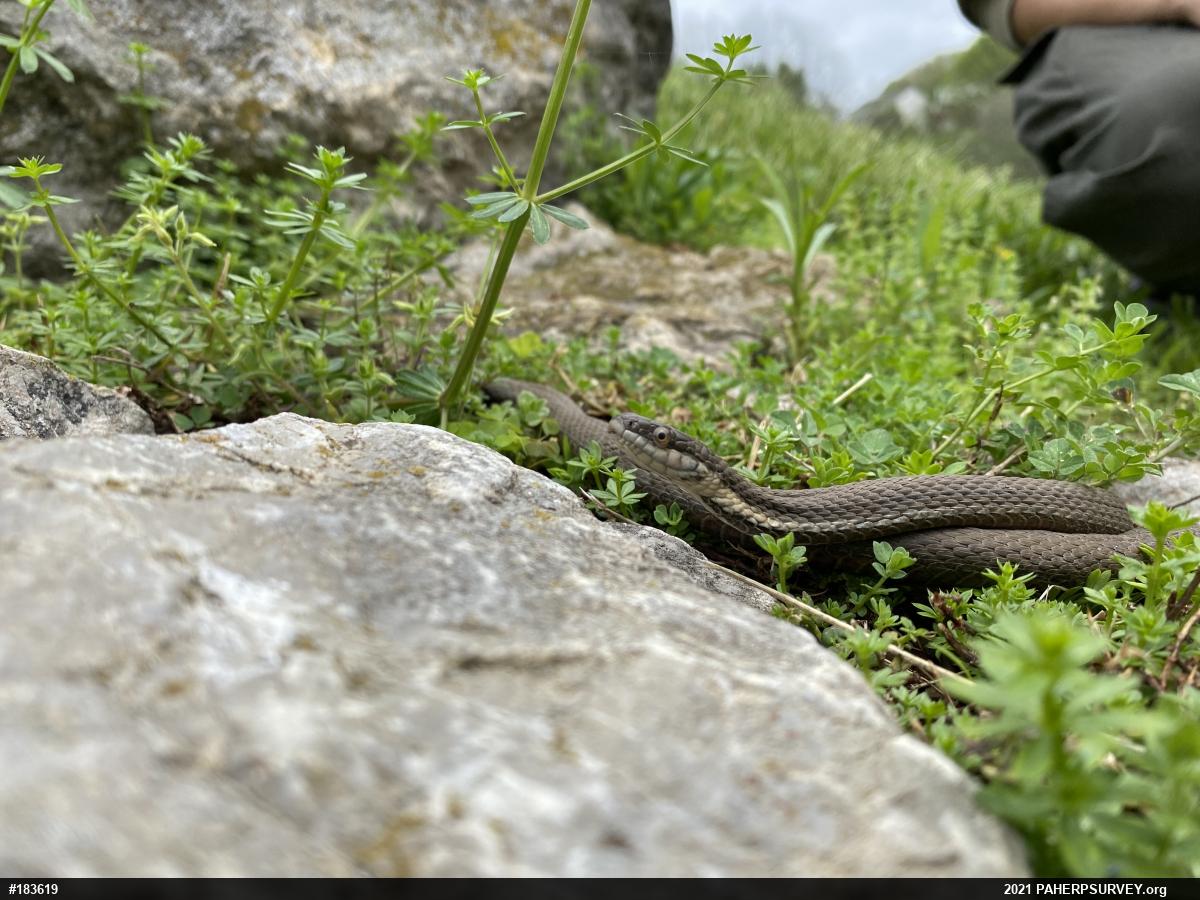 Queensnake