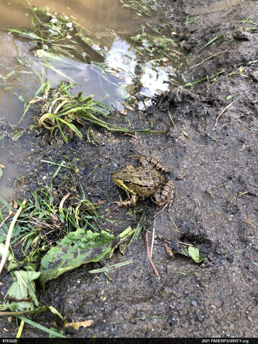 Green Frog