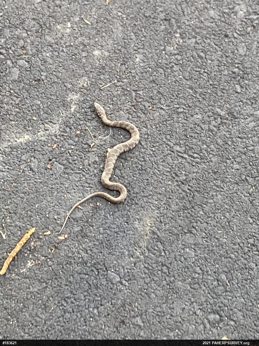 Northern Watersnake