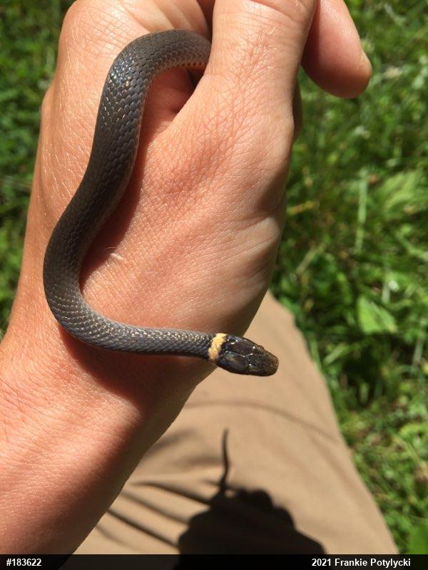 Northern Ring-necked Snake