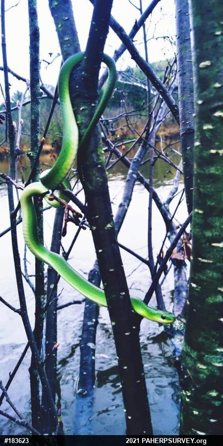 Smooth Greensnake