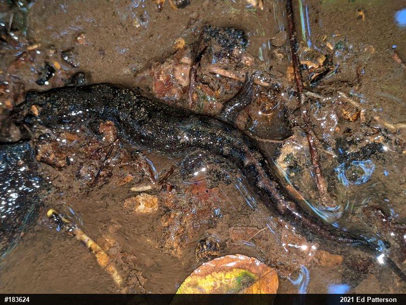 Seal Salamander