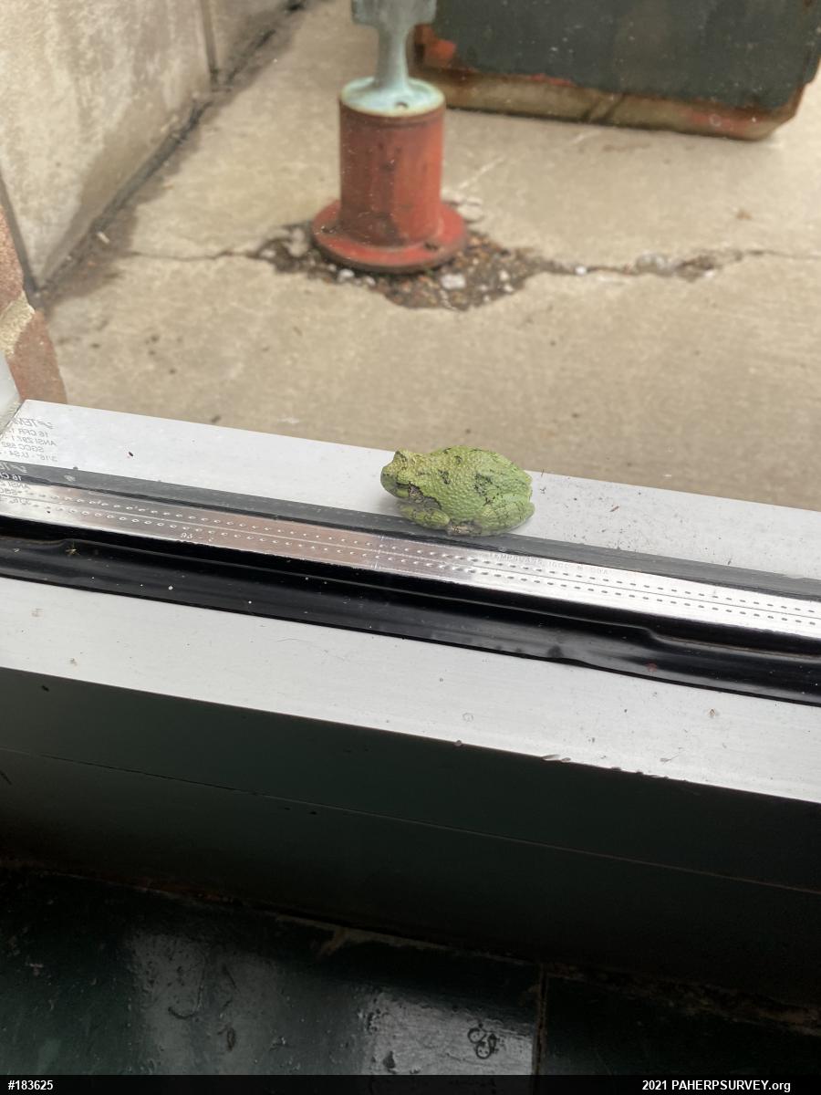 Unknown Gray Treefrog