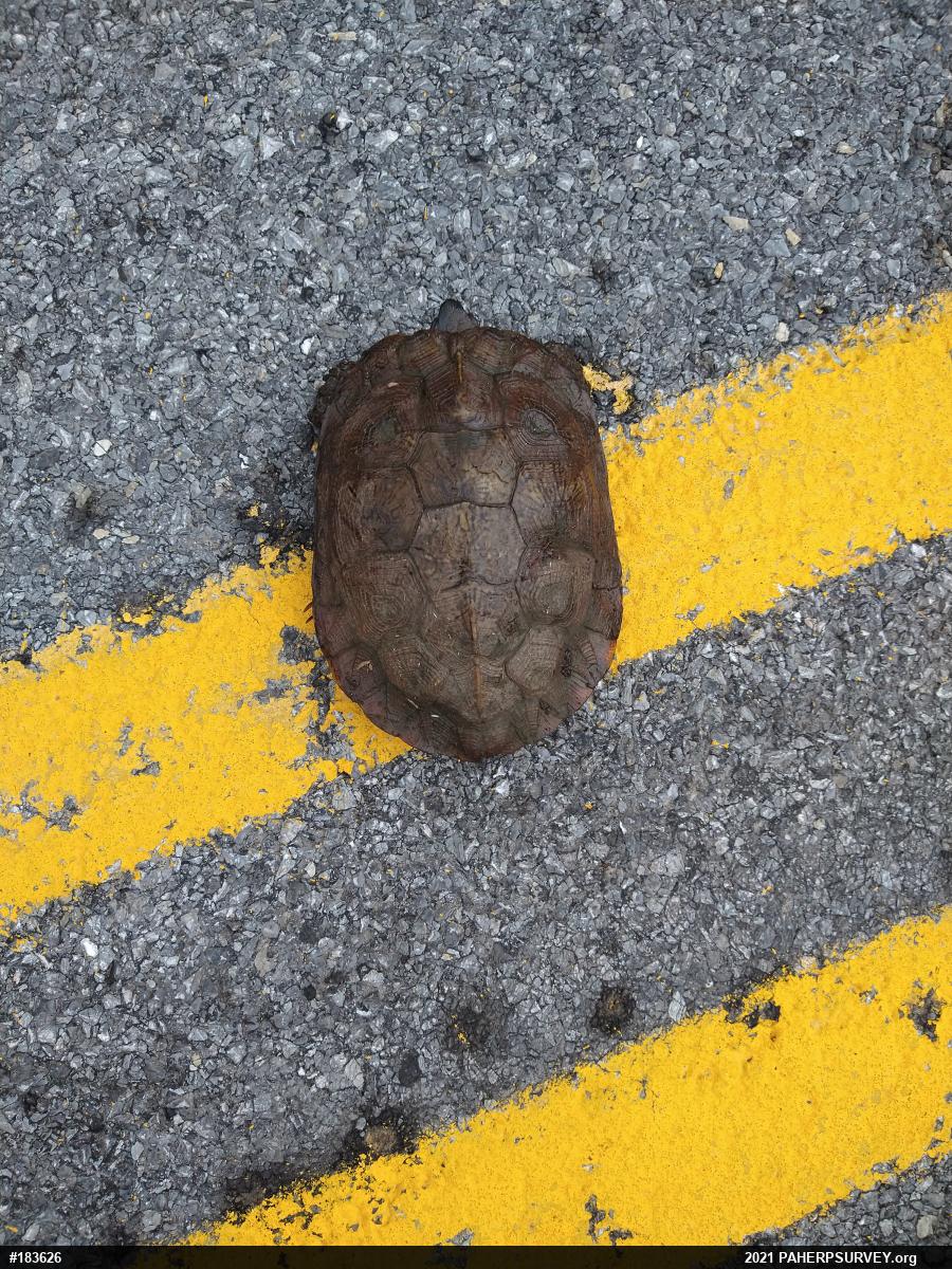 Wood Turtle