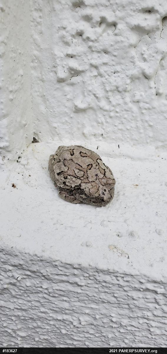 Unknown Gray Treefrog