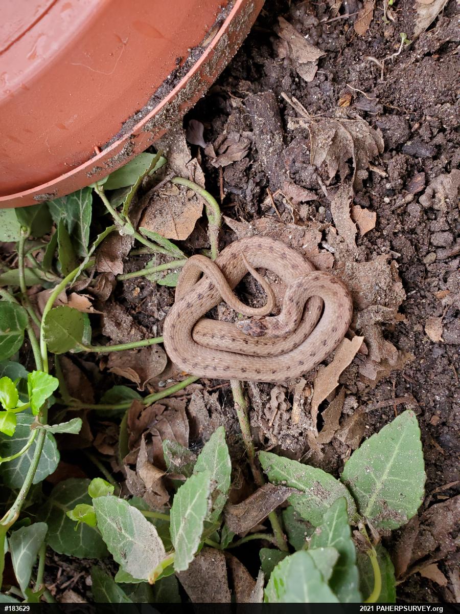 Dekay's Brownsnake