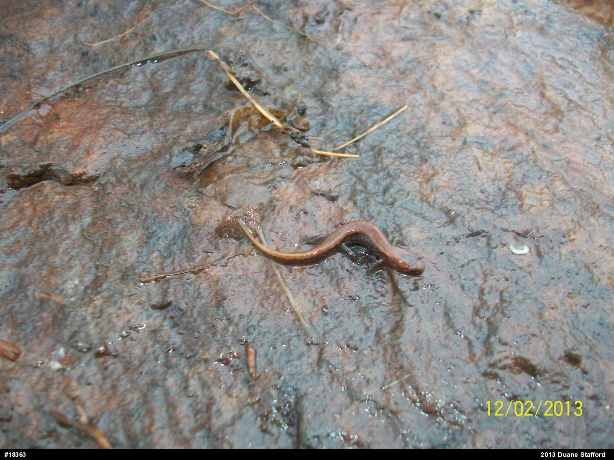 Allegheny Mountain Dusky Salamander
