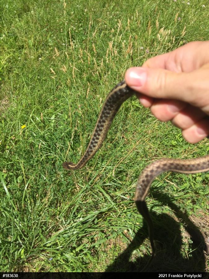 Eastern Gartersnake