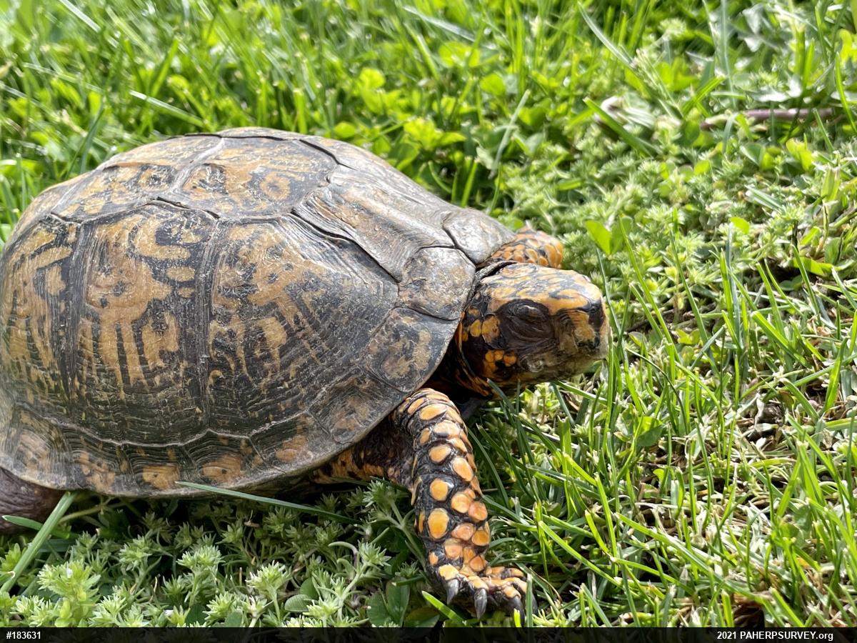 Eastern Box Turtle