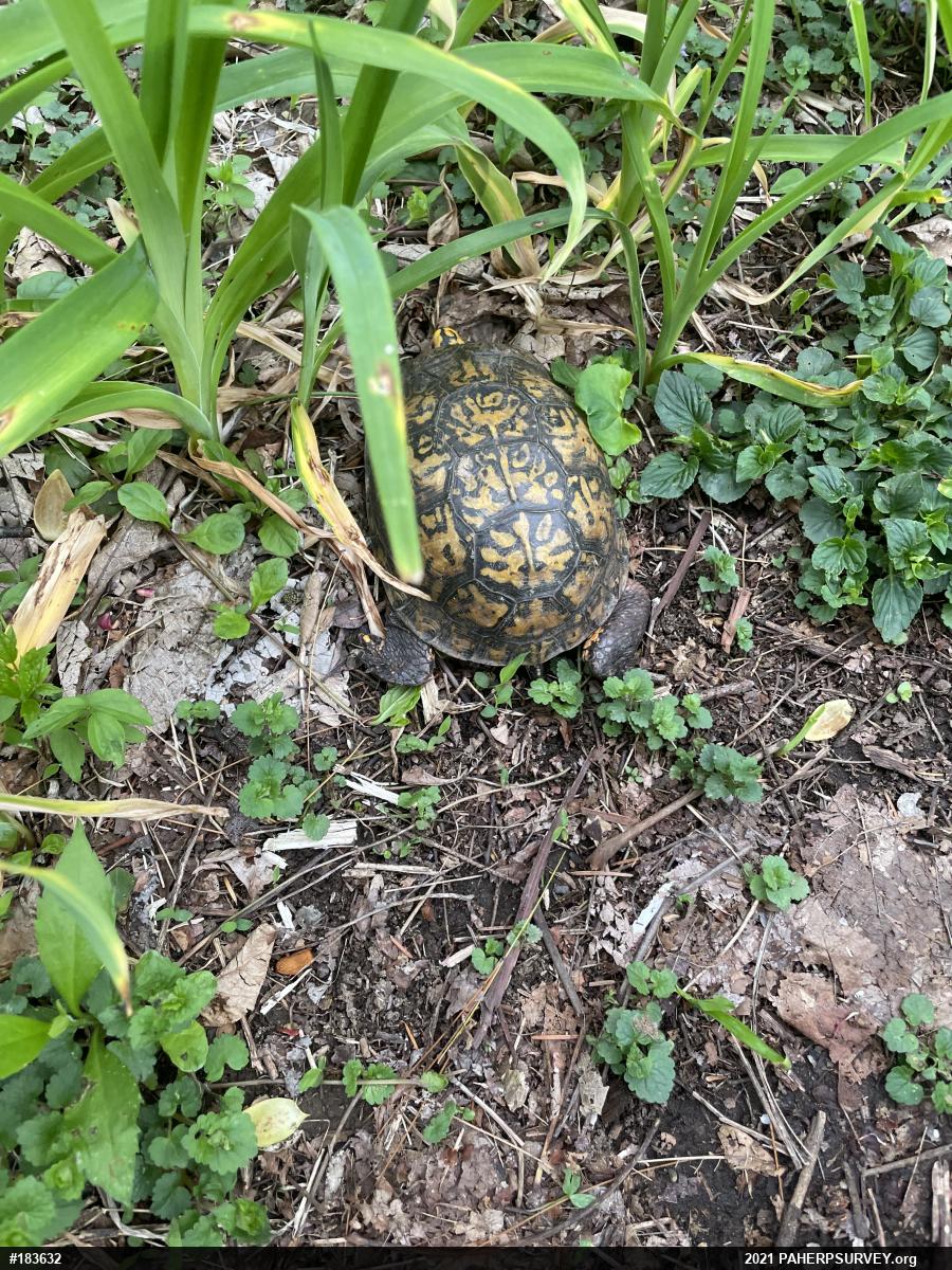 Eastern Box Turtle