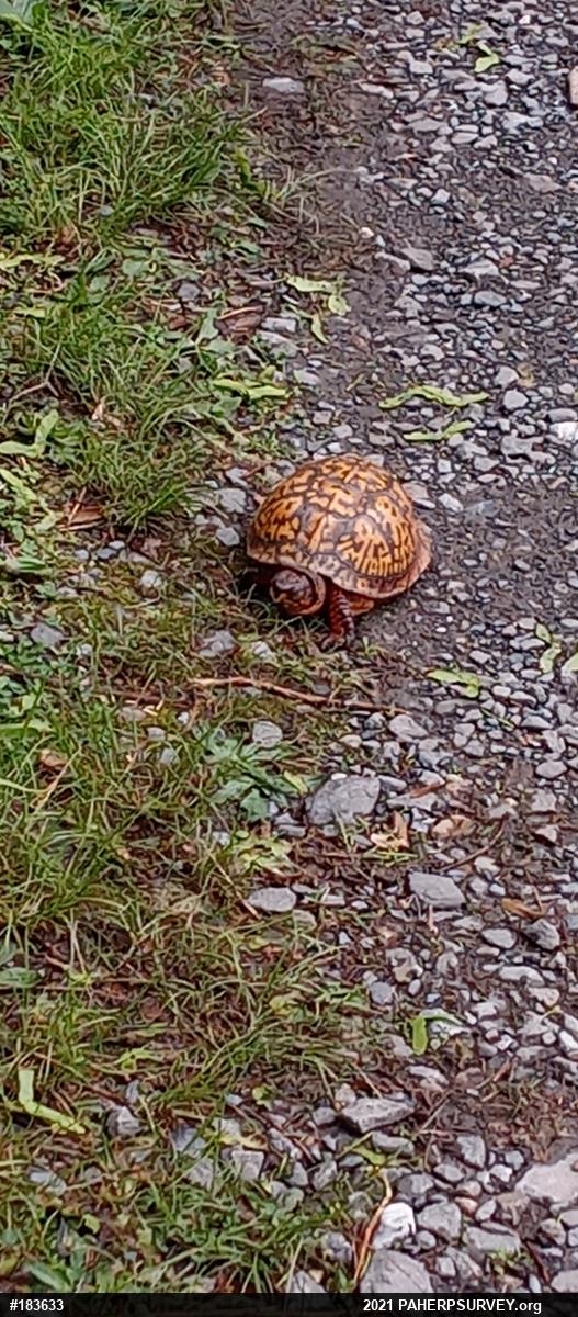 Eastern Box Turtle