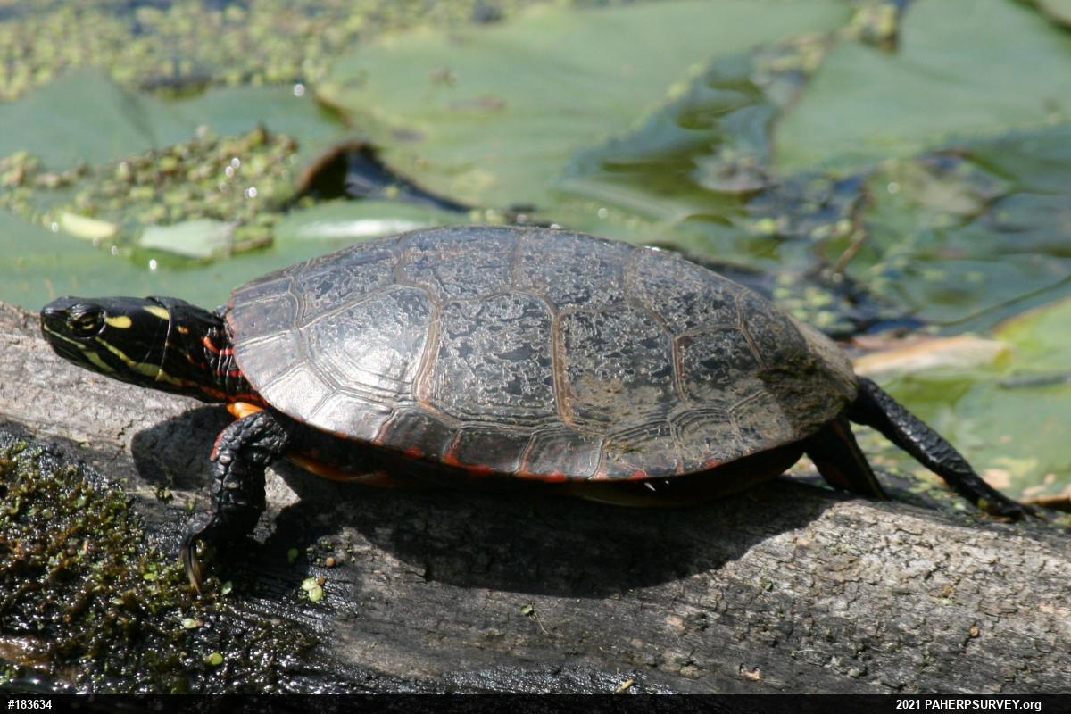 Midland Painted Turtle