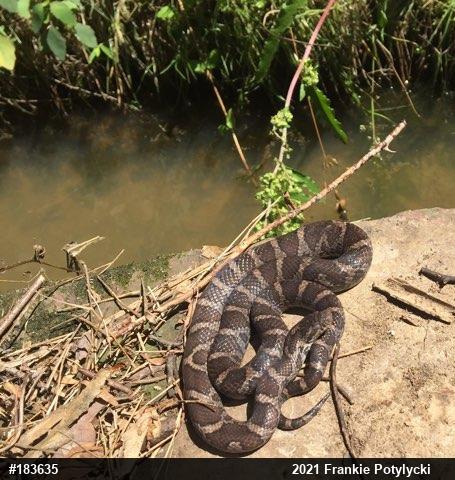 Northern Watersnake