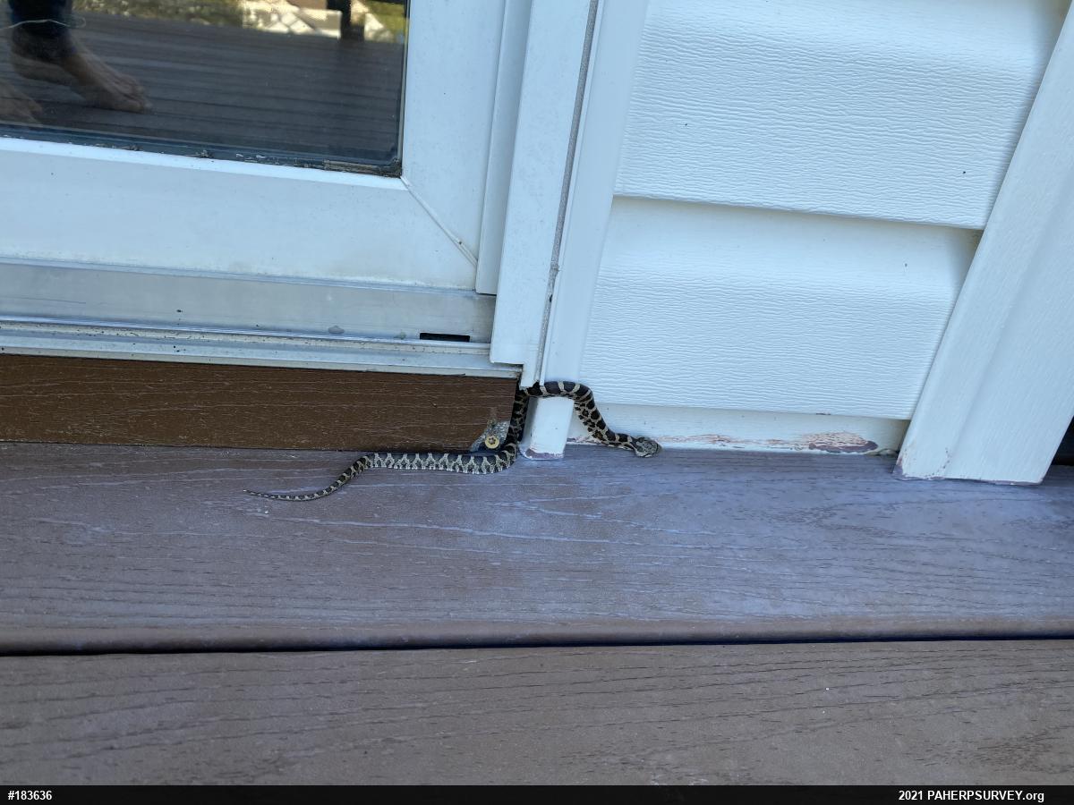 Eastern Ratsnake