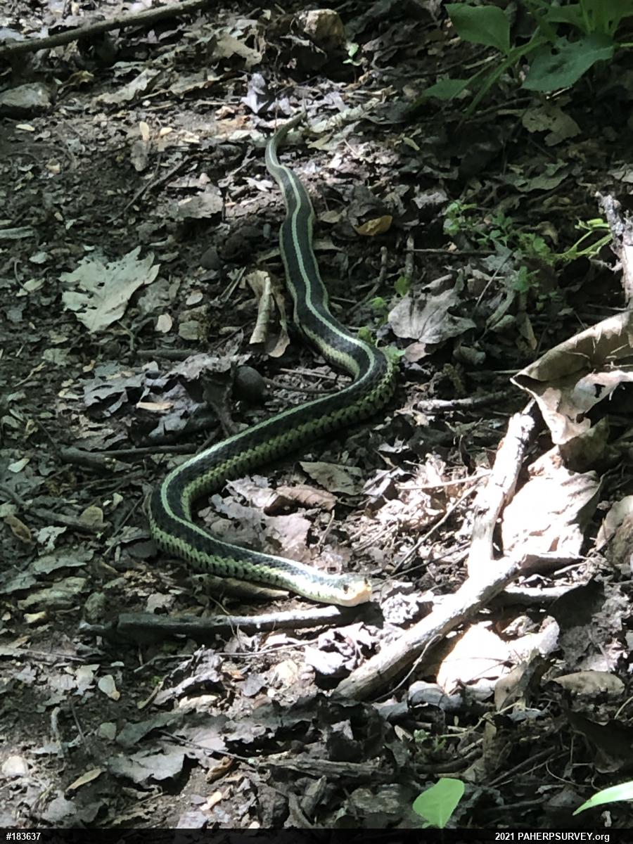 Eastern Gartersnake