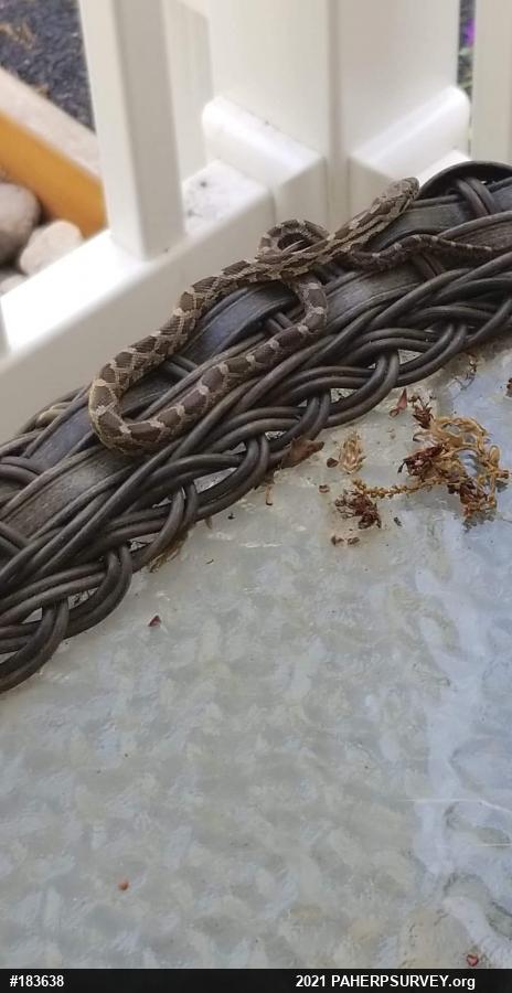 Eastern Ratsnake