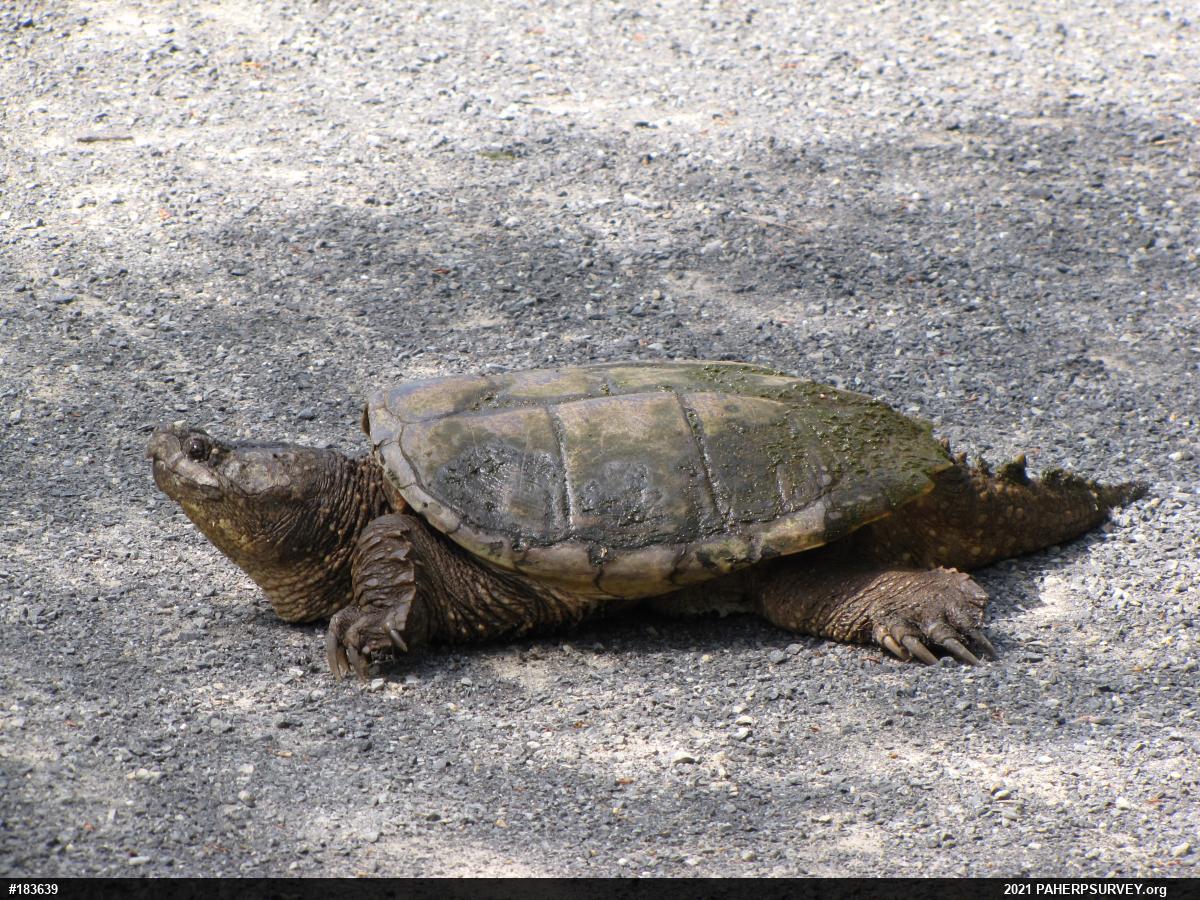 Snapping Turtle