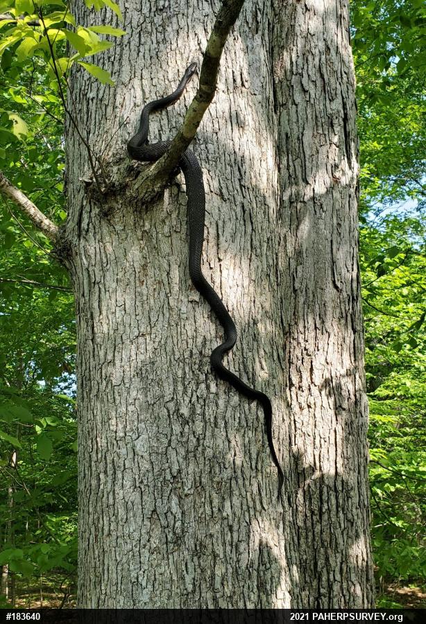 Eastern Ratsnake