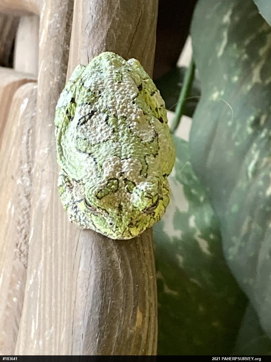 Unknown Gray Treefrog