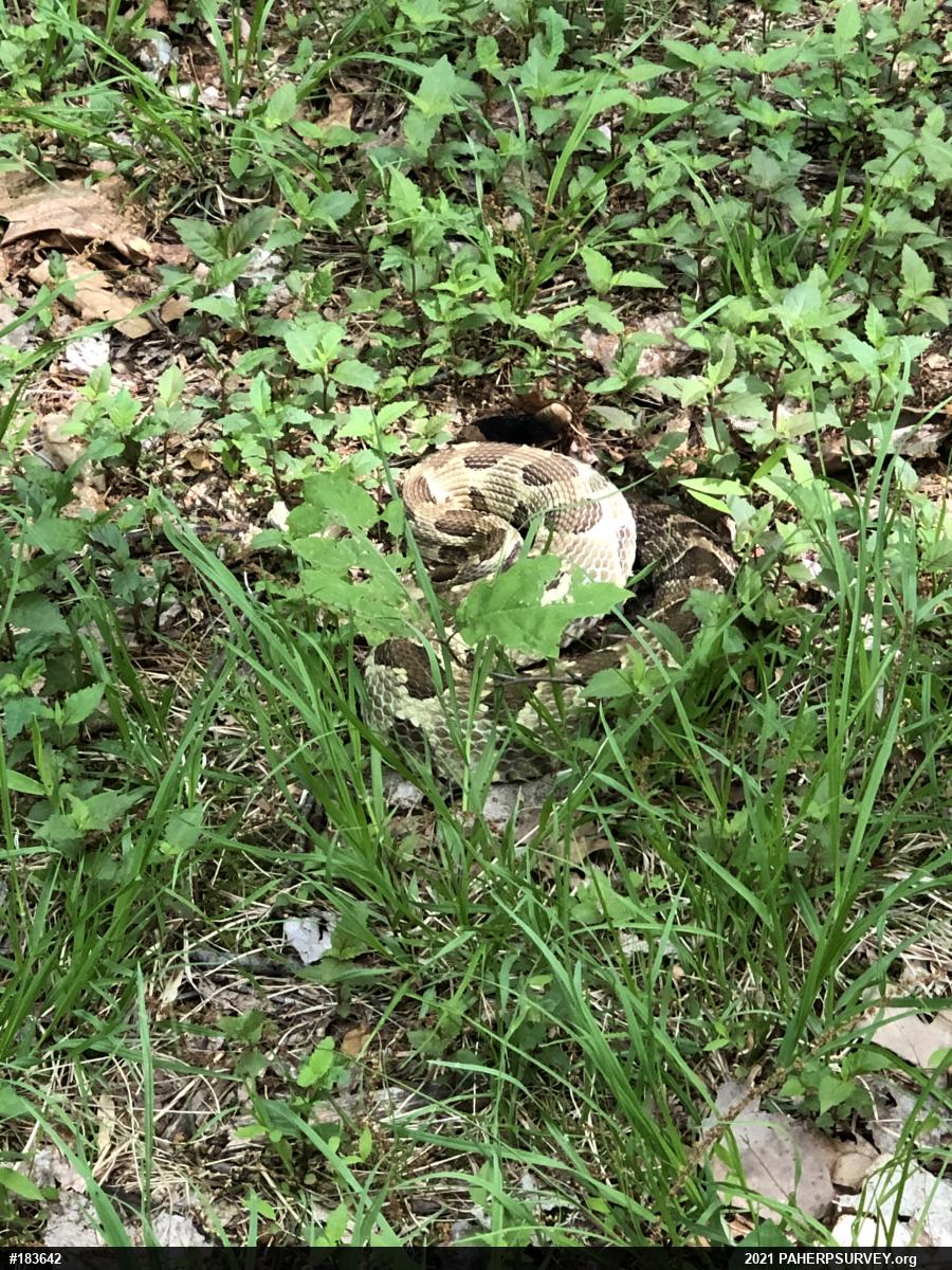 Timber Rattlesnake