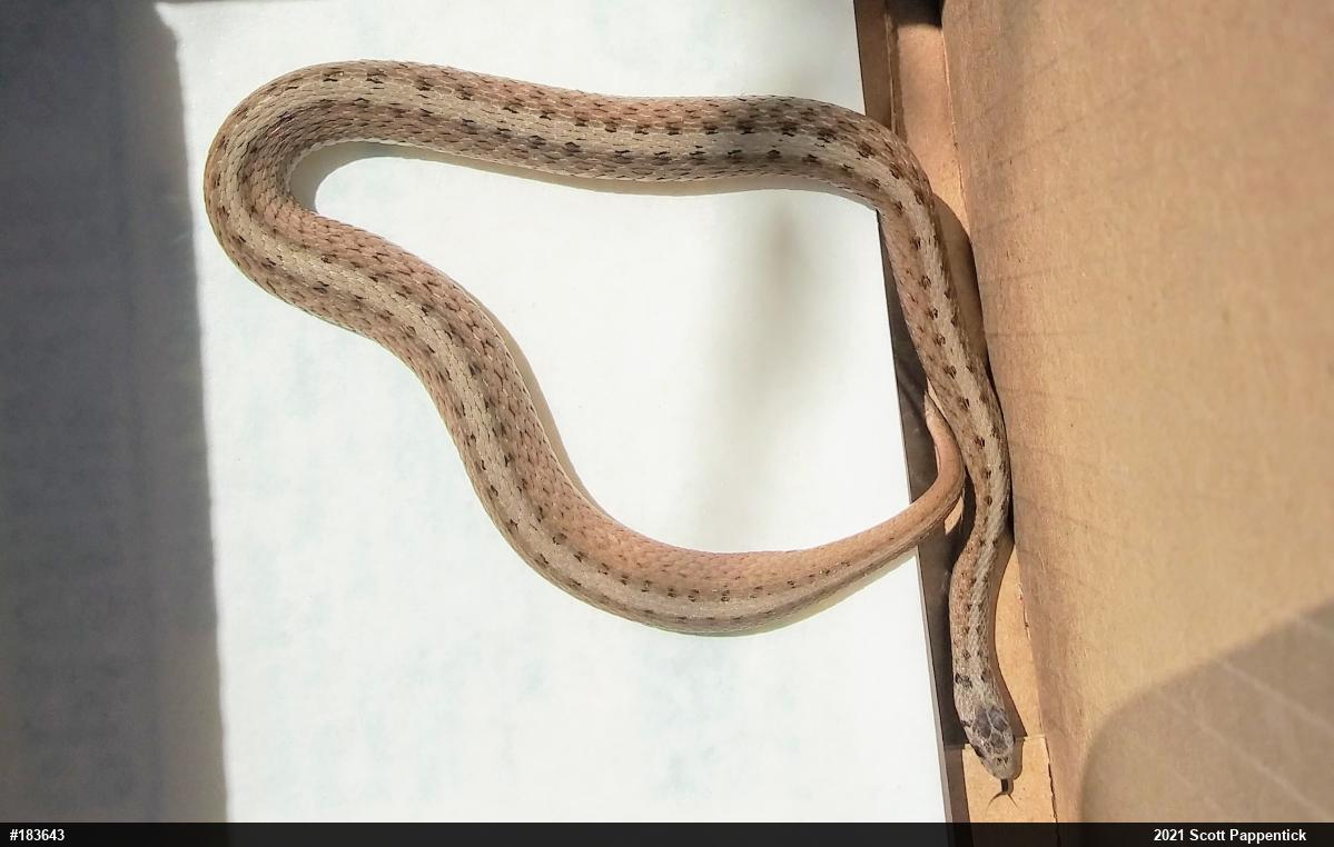 Dekay's Brownsnake