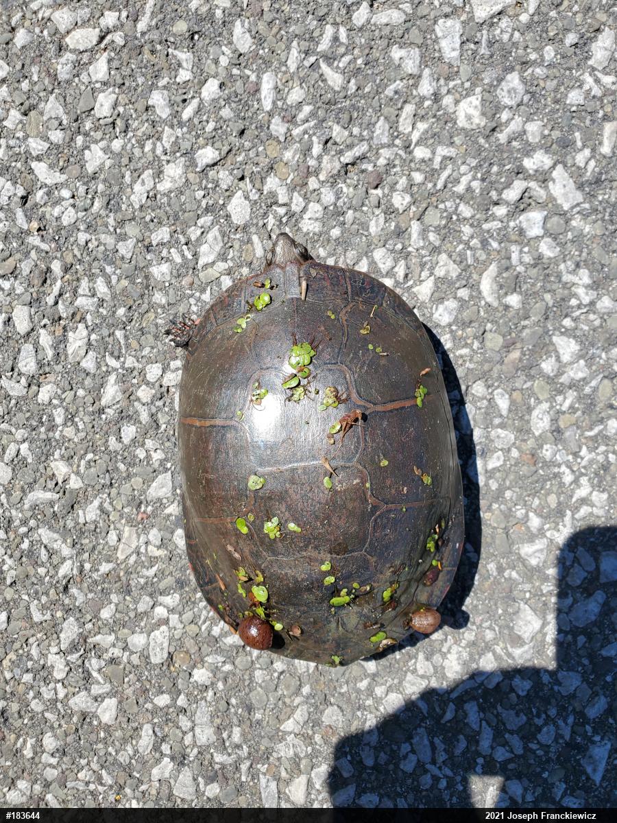 Midland Painted Turtle
