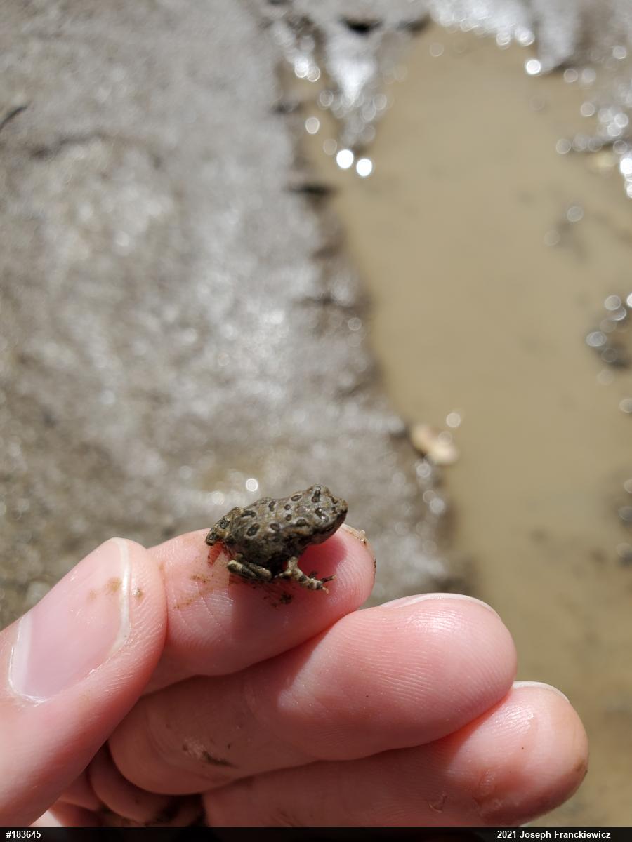 Fowler's Toad