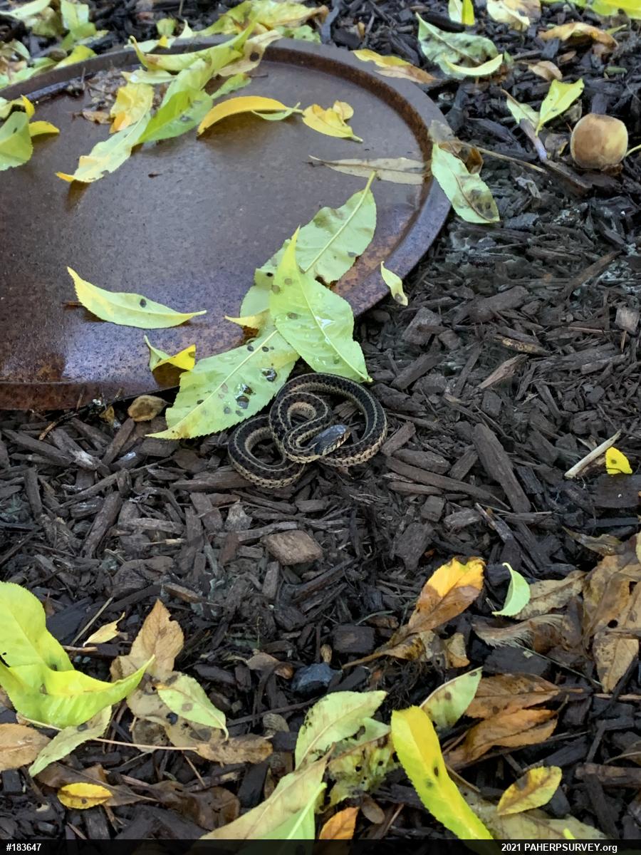 Eastern Gartersnake