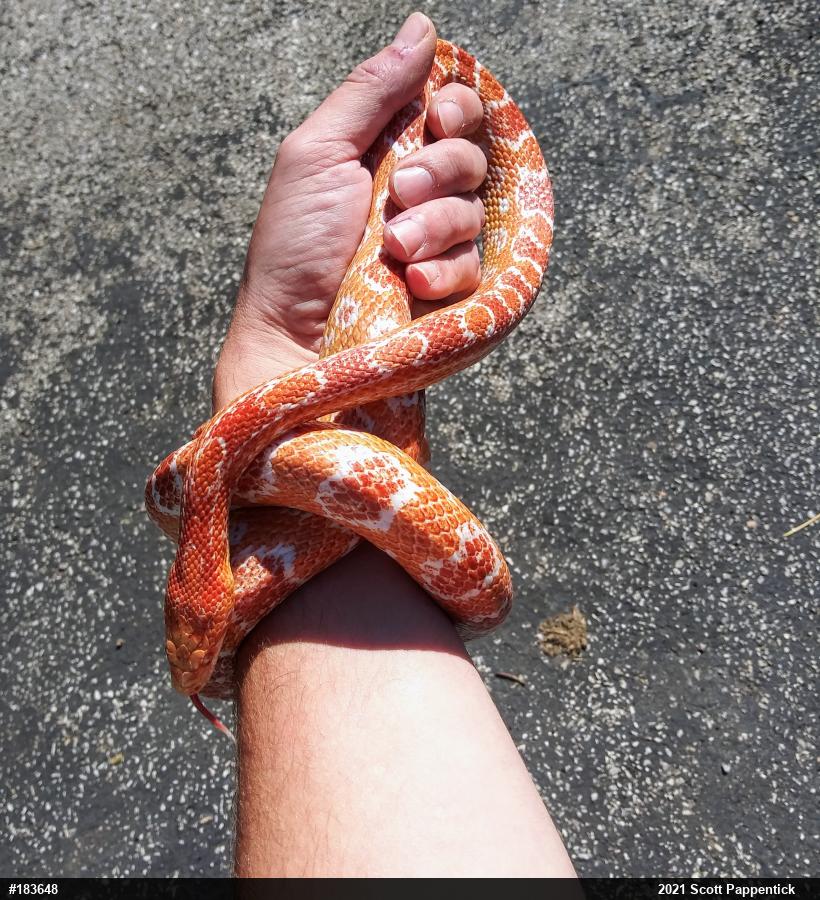 Rat Snakes