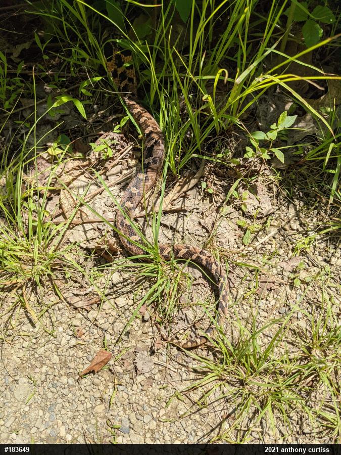 Eastern Hog-nosed Snake